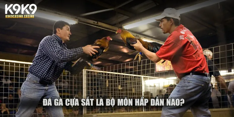 Đá gà cựa sắt là bộ môn hấp dẫn nào?