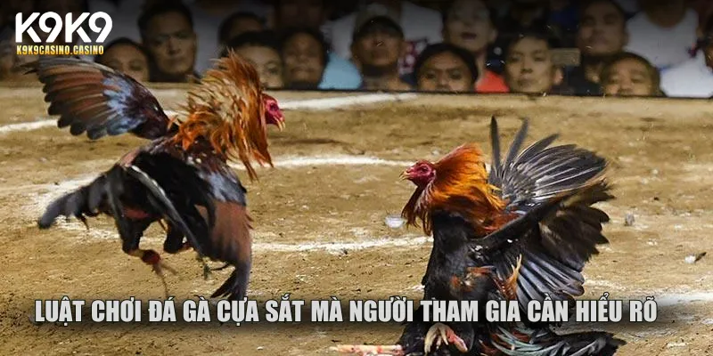 Luật chơi đá gà cựa sắt mà người tham gia cần hiểu rõ